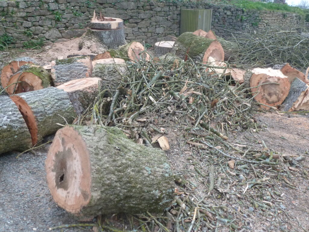 abattage d'un arbre malade